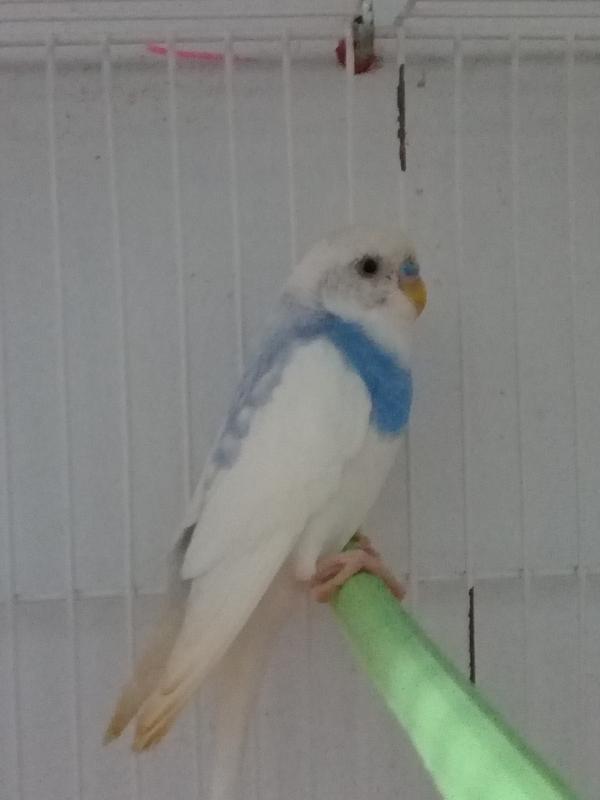 صورة