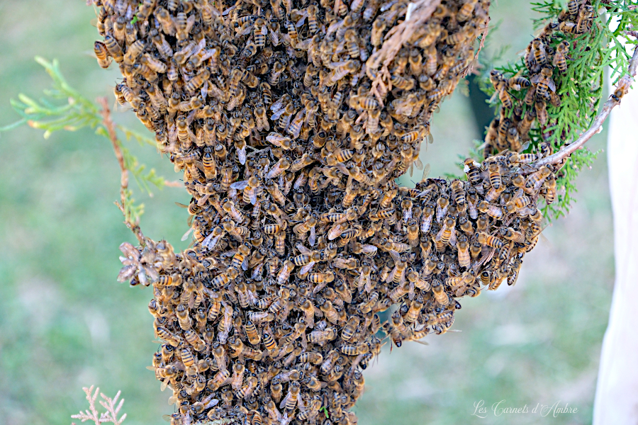 Essaim d'abeilles posé sur une branche
