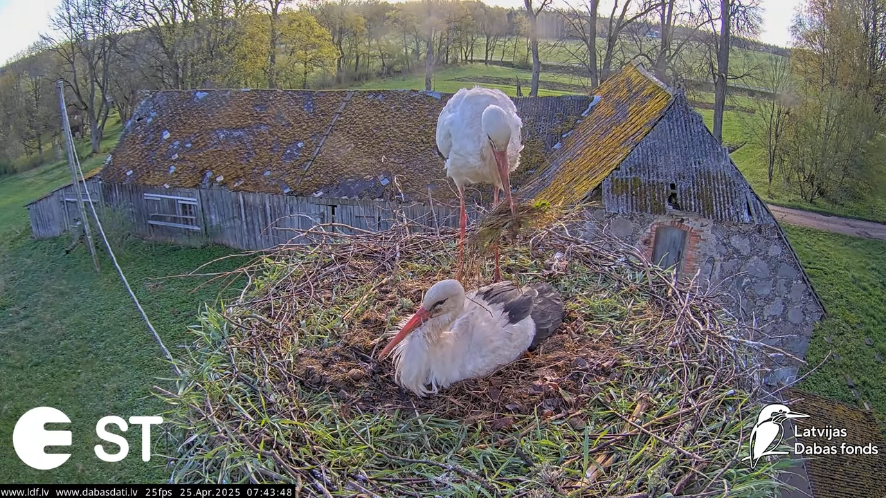 (26) Baltie stārķi (Ciconia ciconia) Tukuma novadā __ White storks in Tukums, Latvia - YouTube - 349