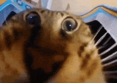 IMG-0557.gif