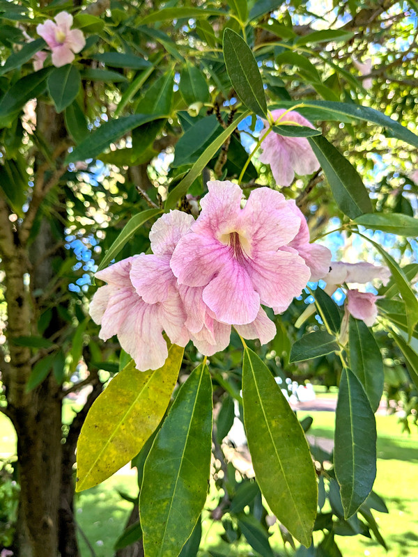 PXL_20240311_025101090