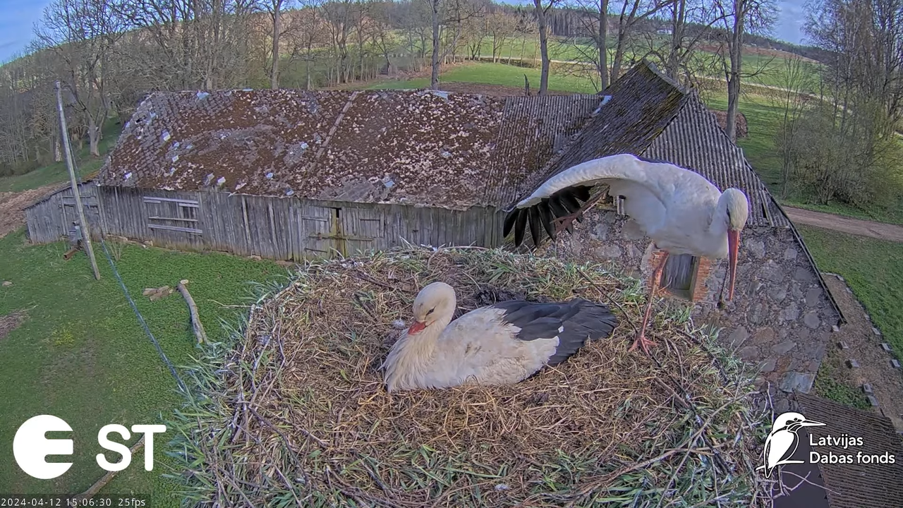 Baltie stārķi (Ciconia ciconia) Tukuma novadā - LDF tiešraide __ White storks in Tukums, Latvia 7-34