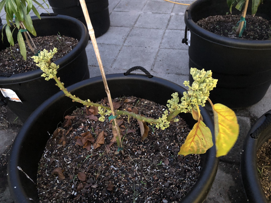 Catalina Defoliated