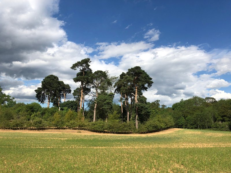 Field-Beng-HD.jpg