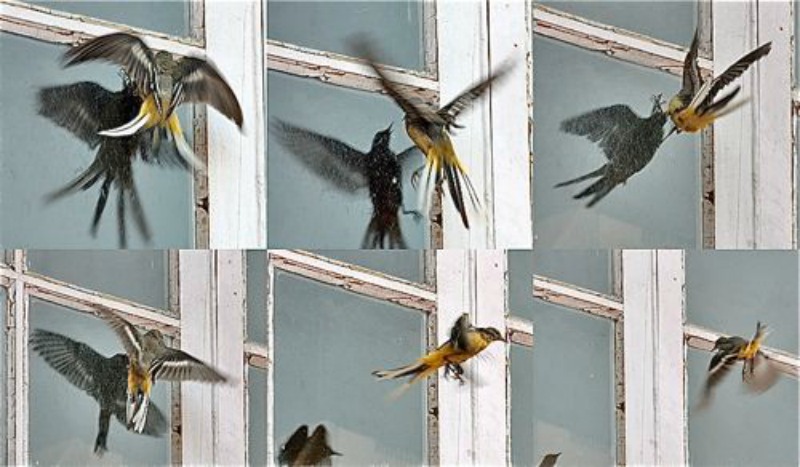 Spiritual Meaning of a Bird Flying in Your House