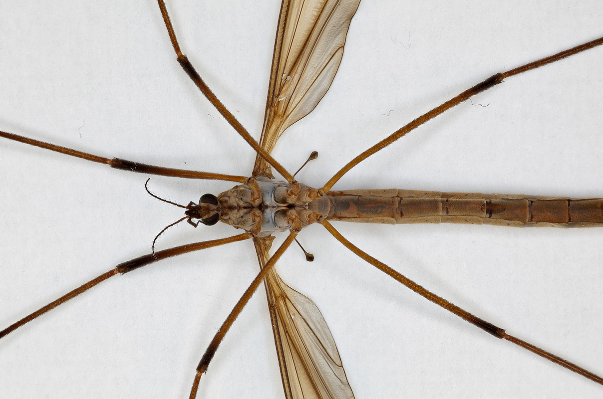 tipula_macro_ventraletete_1sur1