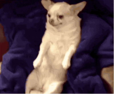 cute-dog.gif