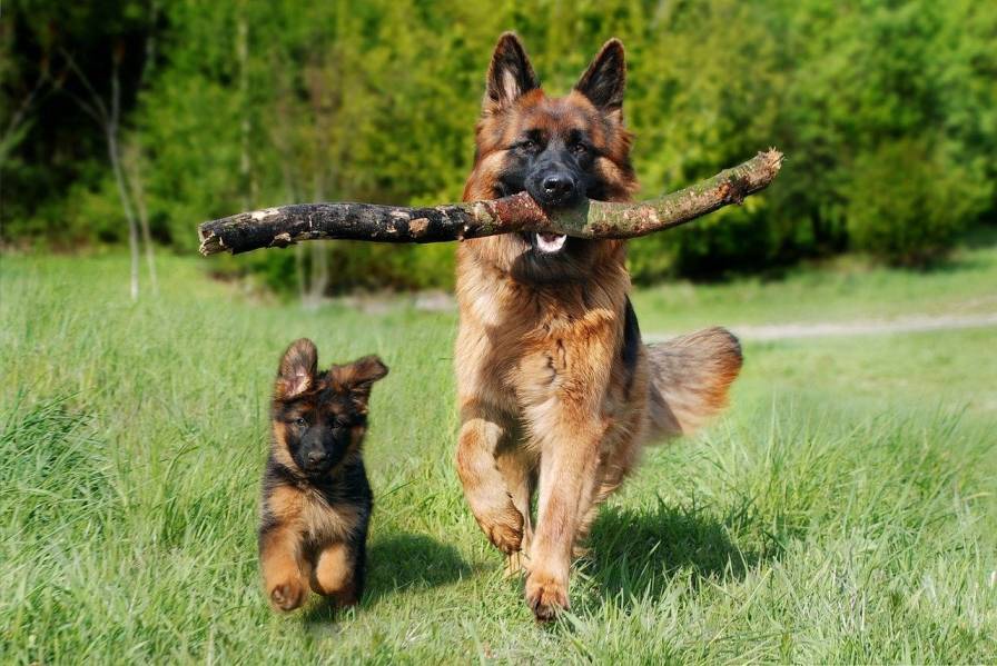 How Long Do German Shepherds Live