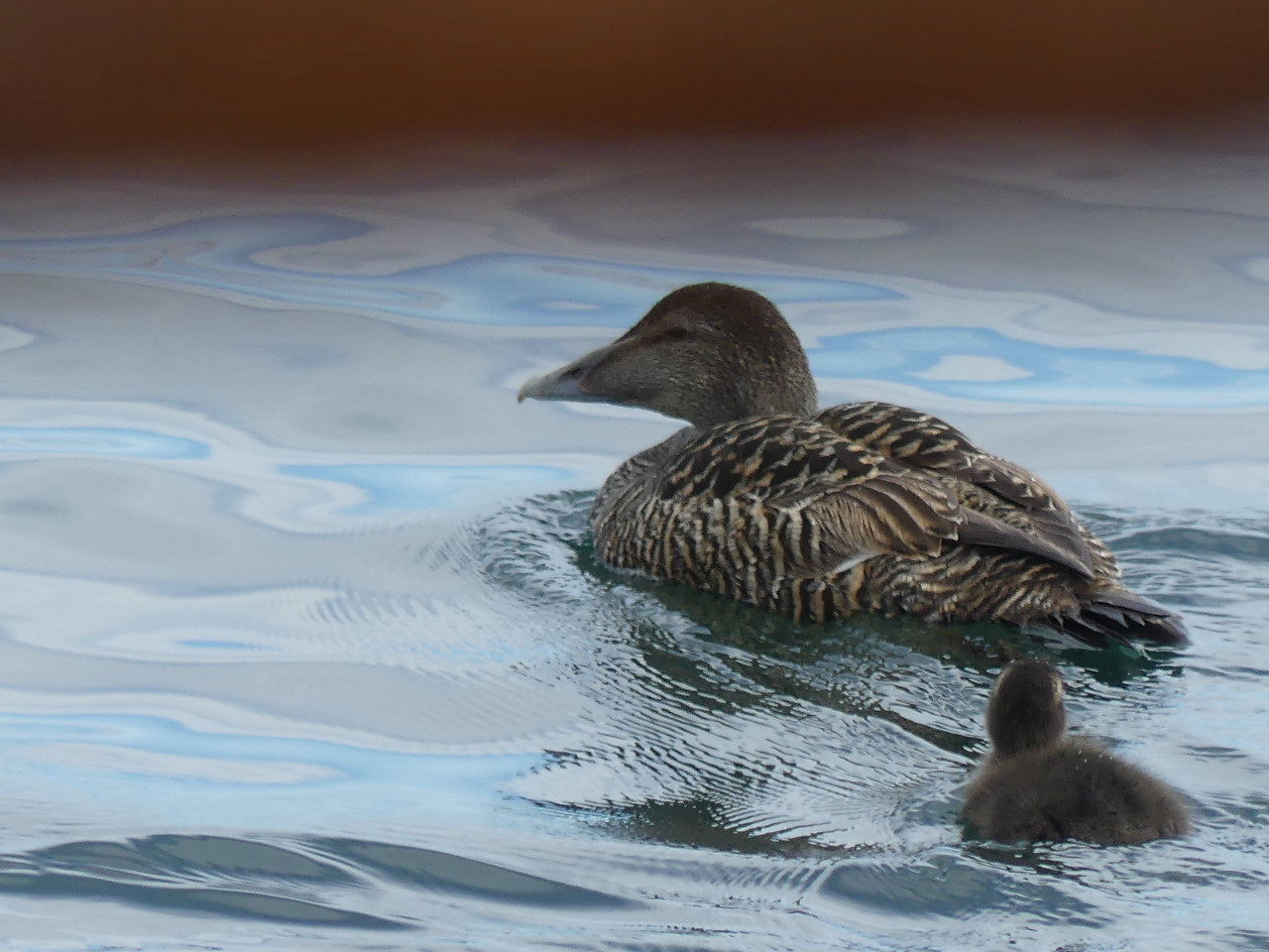 EIDER and YOUNG 1