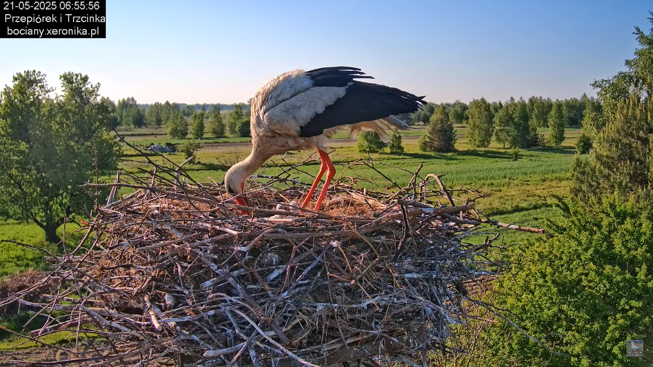21052025bociany6