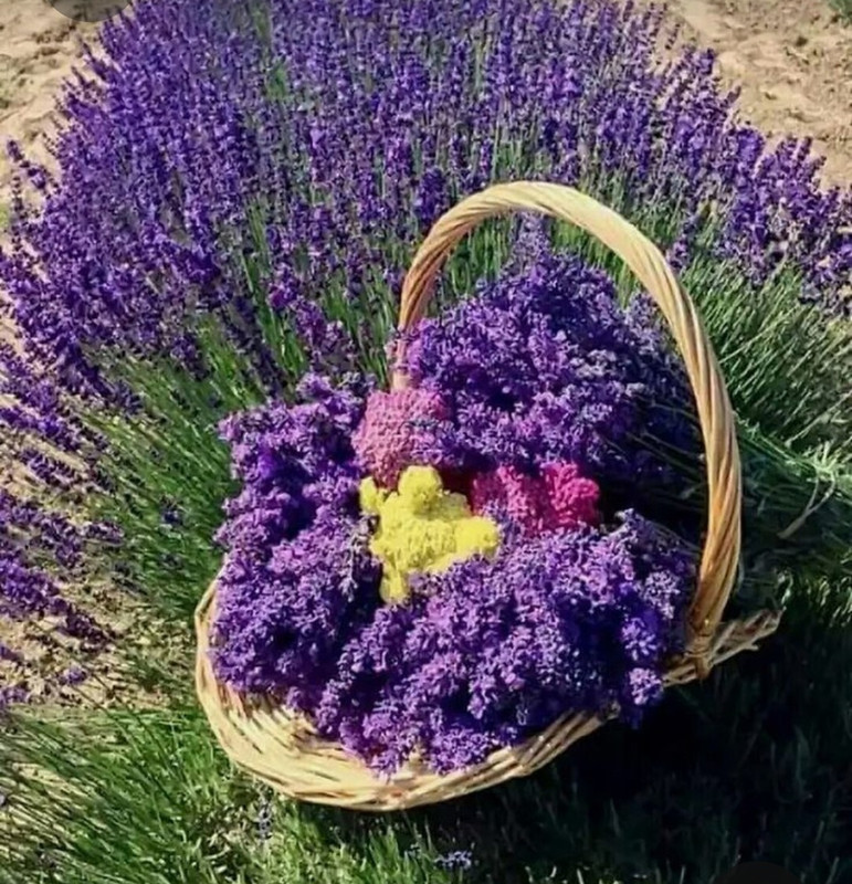 Screenshot_20230531_002704_Pinterest