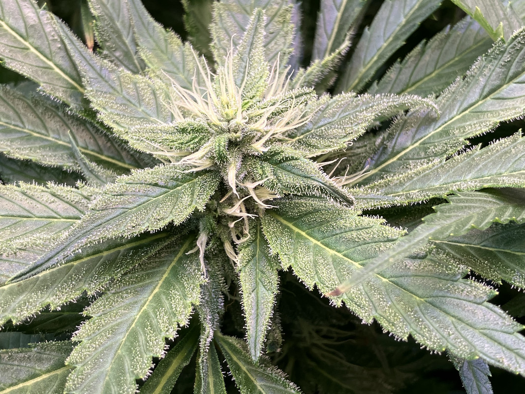 iIMG_1670 (Junio 4  2023)