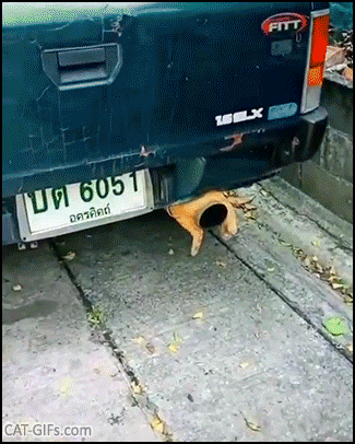 Crazy-Cat-GIF-Ginger-cat-warming-his-body-sleeping-on-a-warm-car-exhaust.gif