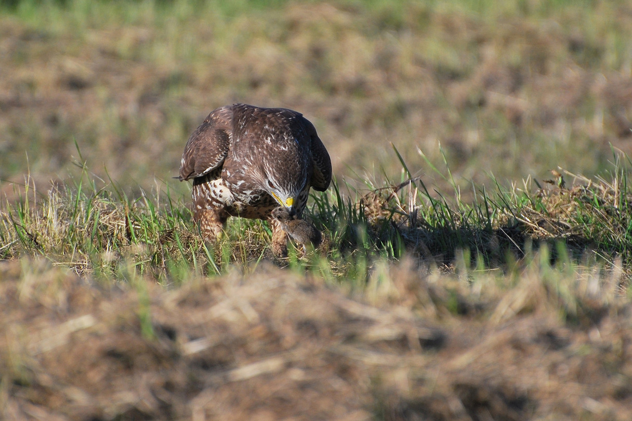 De buizerd waar het ooit mee begon…Julianapad Oostvaardersplassen (Nikon D60)