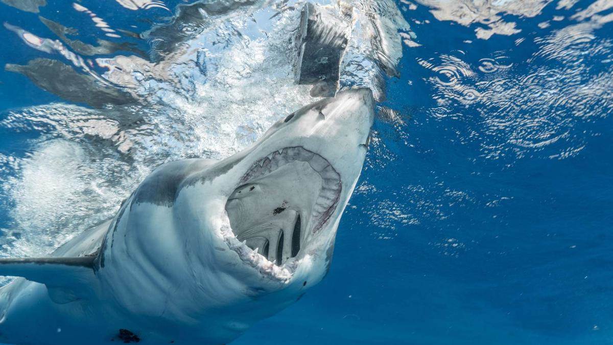 Squalo di 4 metri avvistato in Croazia, vaga nel Mar Adriatico.