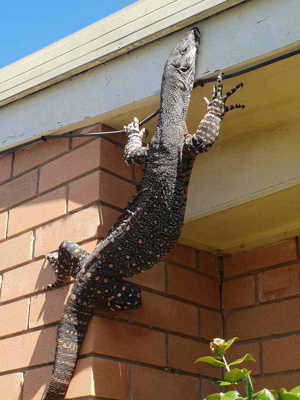 goanna 2