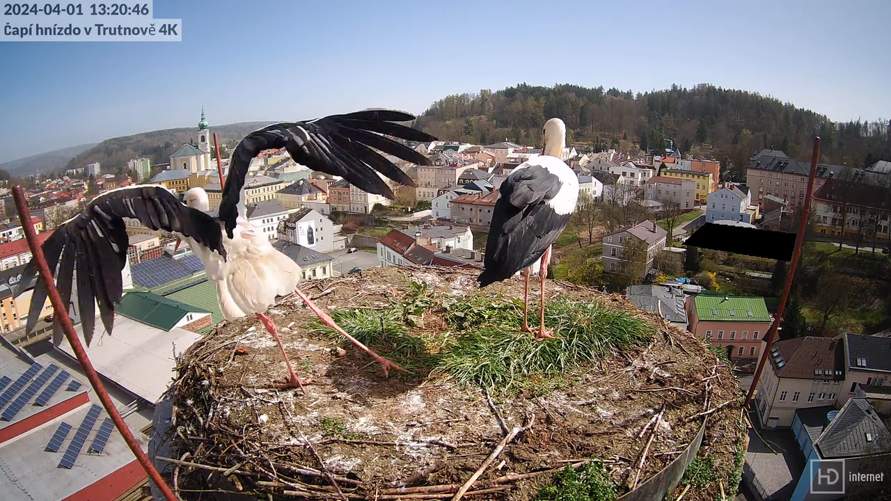 Tiešraidē no stārķa ligzdas uz alus darītavas skursteņa Trutnovā 13-25-26 screenshot