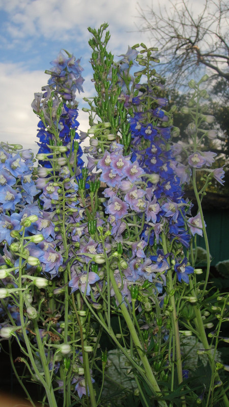 дельфиниумы