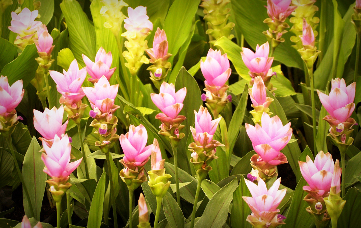 flowersiamtulips.jpg