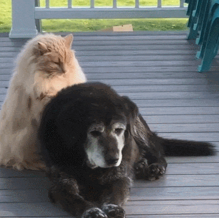 1775f5693099d902abd3526f48196315.gif