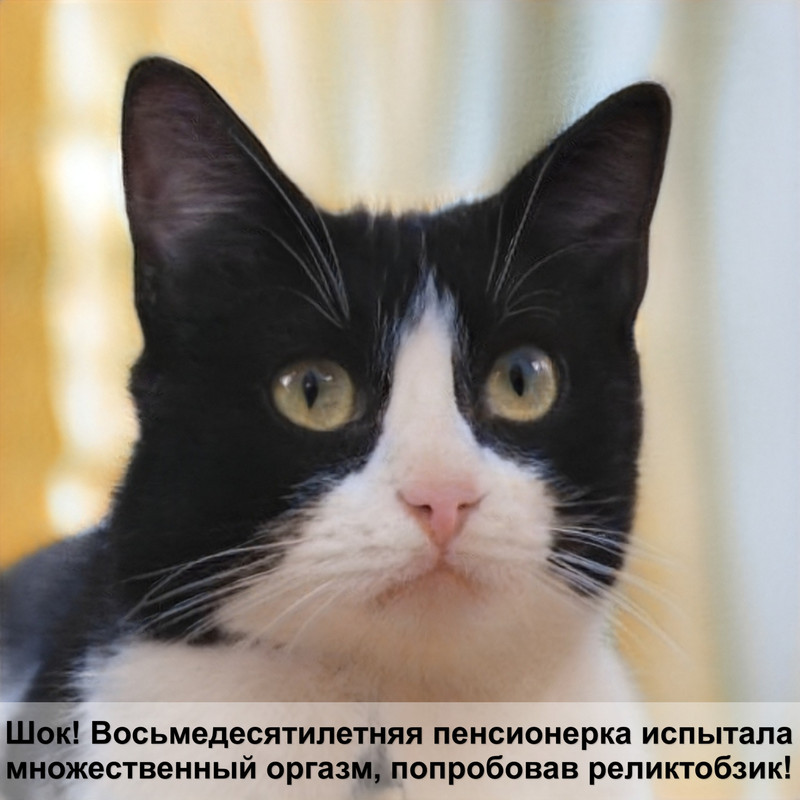 окрасы шотландских котят