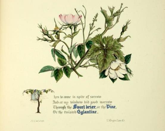 eglantine-miltonp.jpg