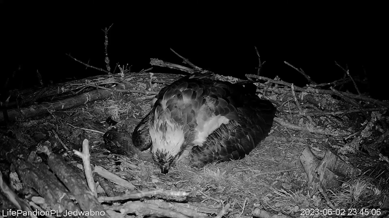 Rybołowy Online Puszcza Napiwodzko-Ramucka _ Ospreys Online in Napiwodzko-Ramucka Forest 13-0-6 scre