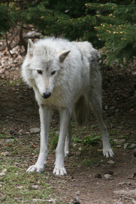 wolf-5-by-ma8201-d3fz6op-414w-2x.jpg