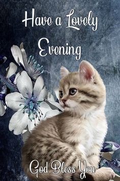 KITTY-FLOWER-EVENING