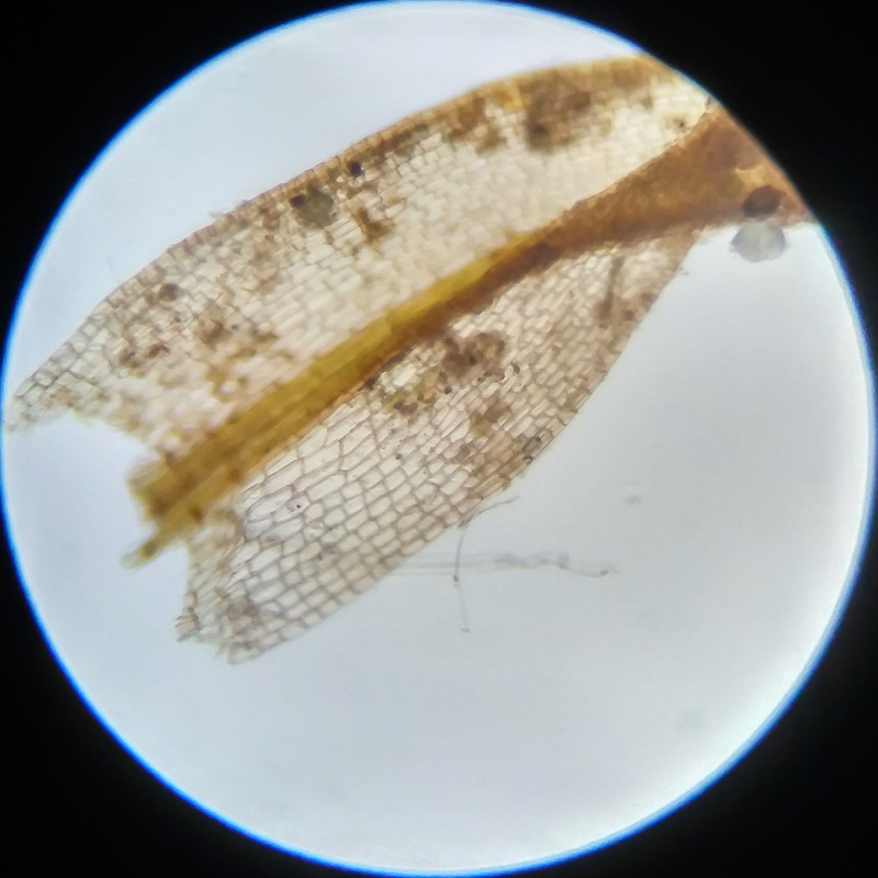 IMG 20250617 123529 HDR