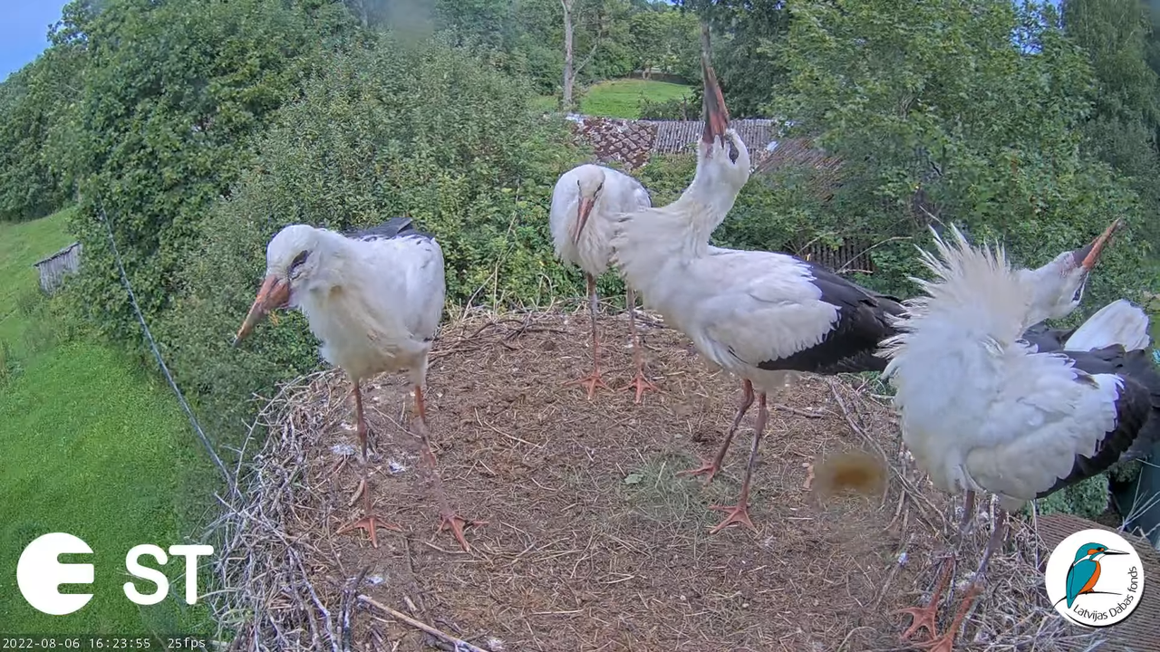 Baltie stārķi (Ciconia ciconia) Tukuma novadā - LDF tiešraide __ White storks in Tukums, Latvia 12-1