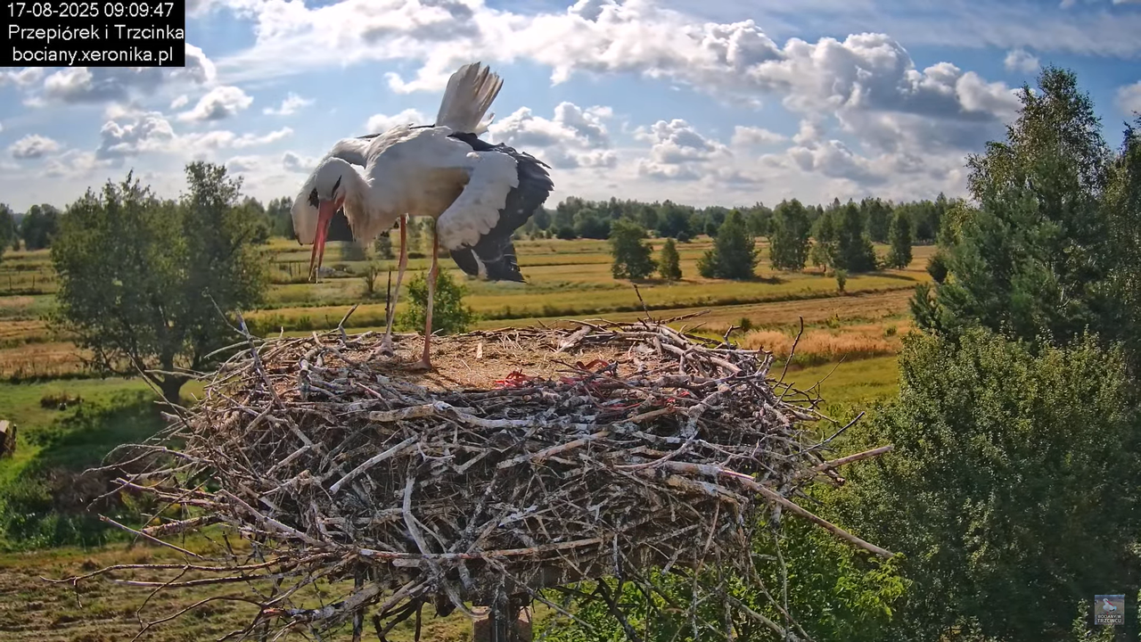 17082025bociany12