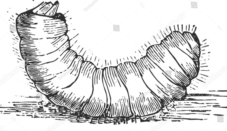 larva.png