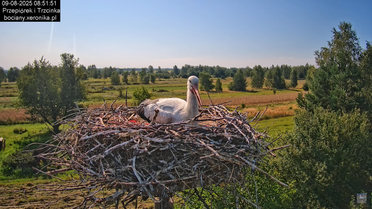 09082025bociany11