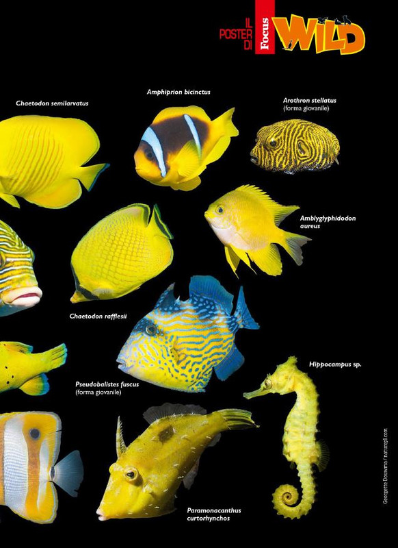 Foc Wil - Ott 2023 (8)