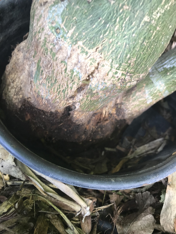 879F6B45-E574-47A9-B7FA-4A7CAA5C4798