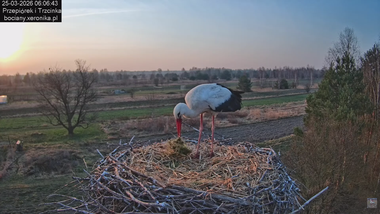 25032026bociany 9