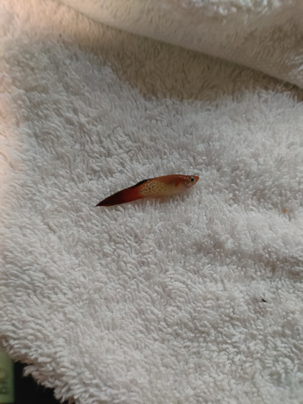 16711327797618327433185357839691