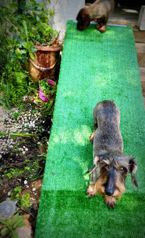 [Image: IMG-1373.jpg]