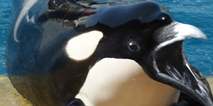 Orka vist op vogels