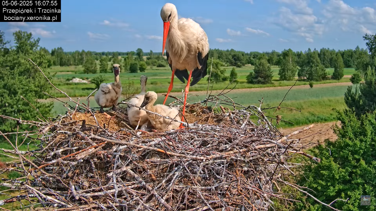 05062025bociany44