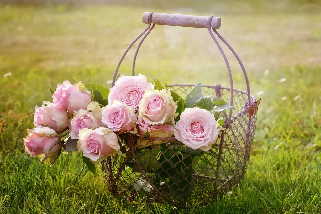 pink-roses-1566792-1280.webp
