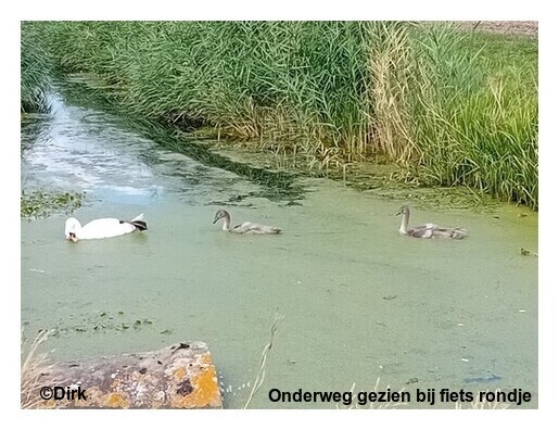 Zwaaan.jpg