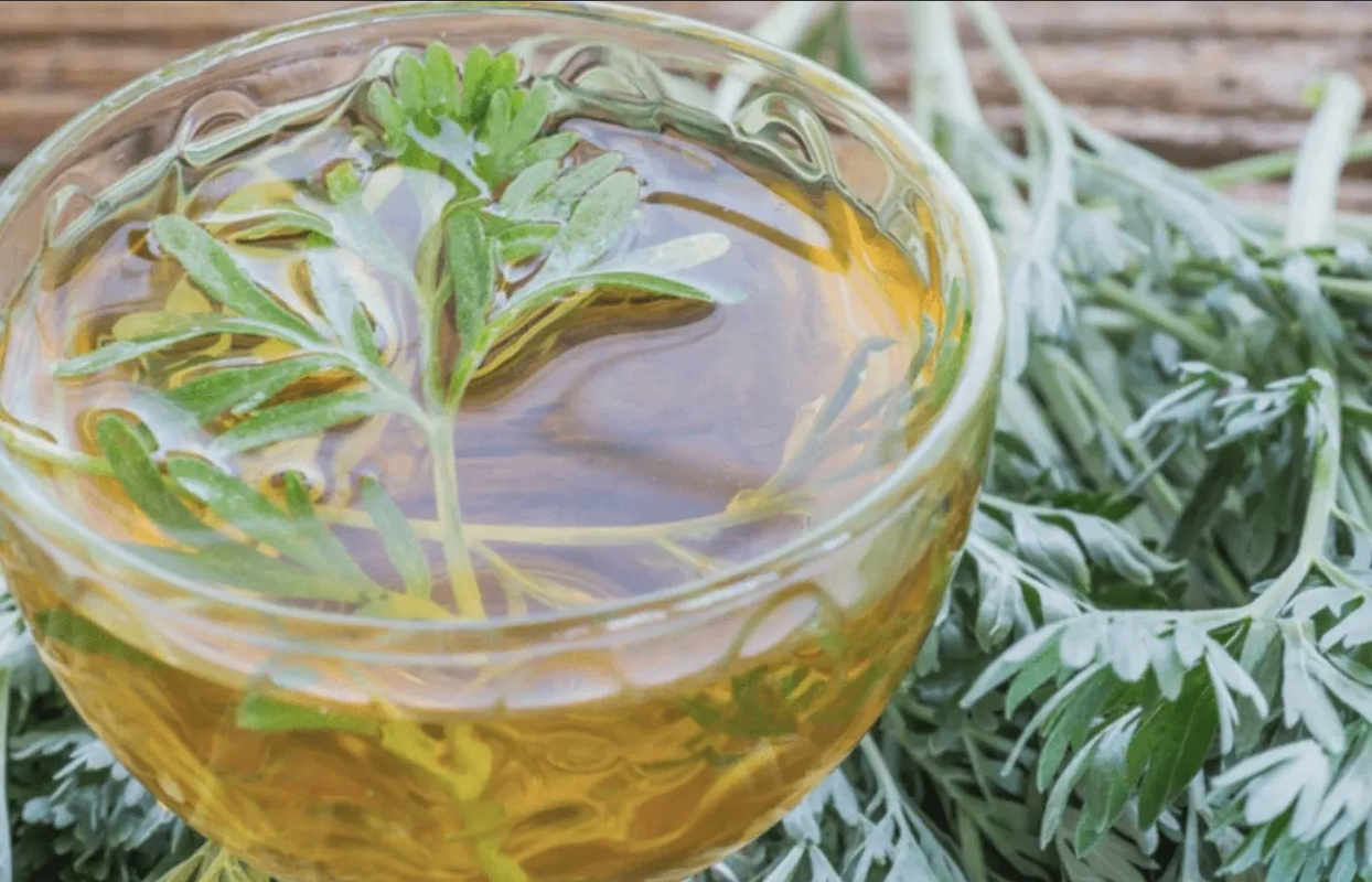 ¿Que es bueno para eliminar parásitos intestinales? Haz una infusión de ajenjo