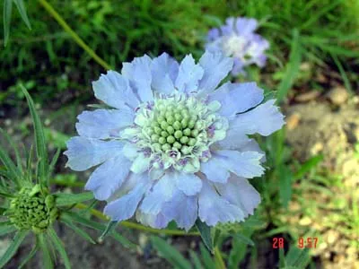 [Image: xscabiosa-caucasica-jpg-pagespeed-ic-K55-QTA2-N63.webp]