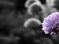 [Image: purple_flower_on_black_and_white_backgro...0x1200.jpg]