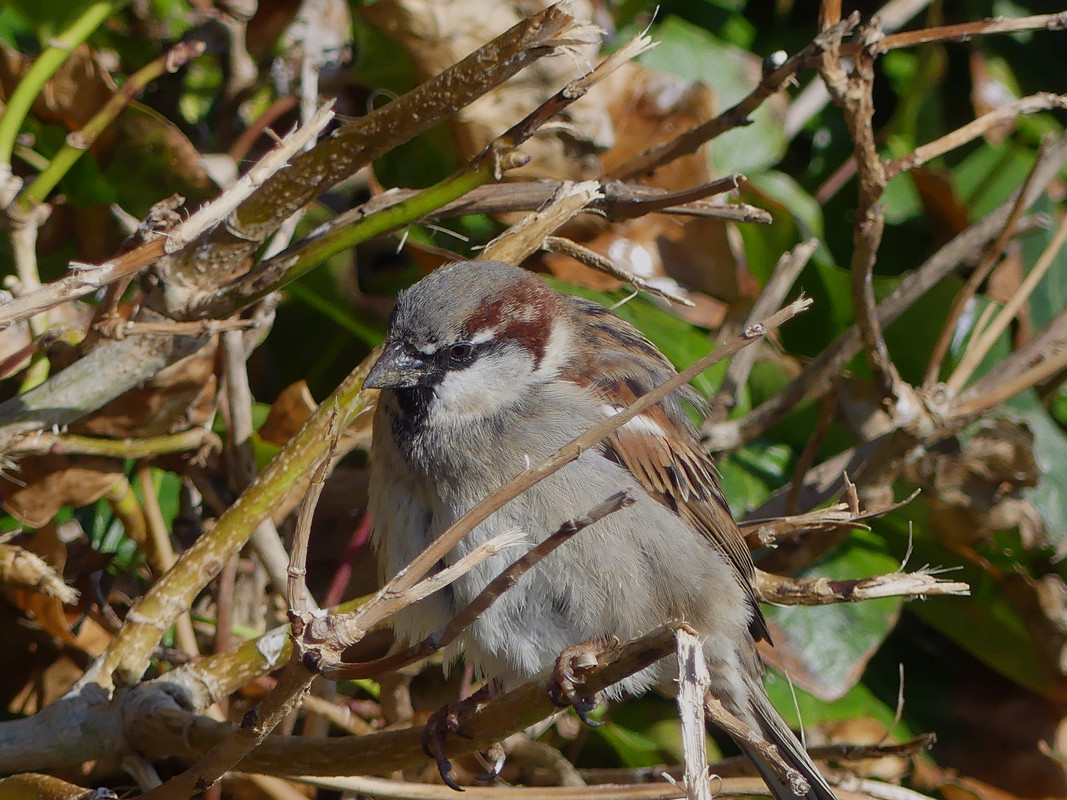 SPARROW 1