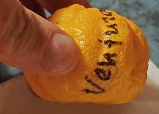 Citrus Ventura whole