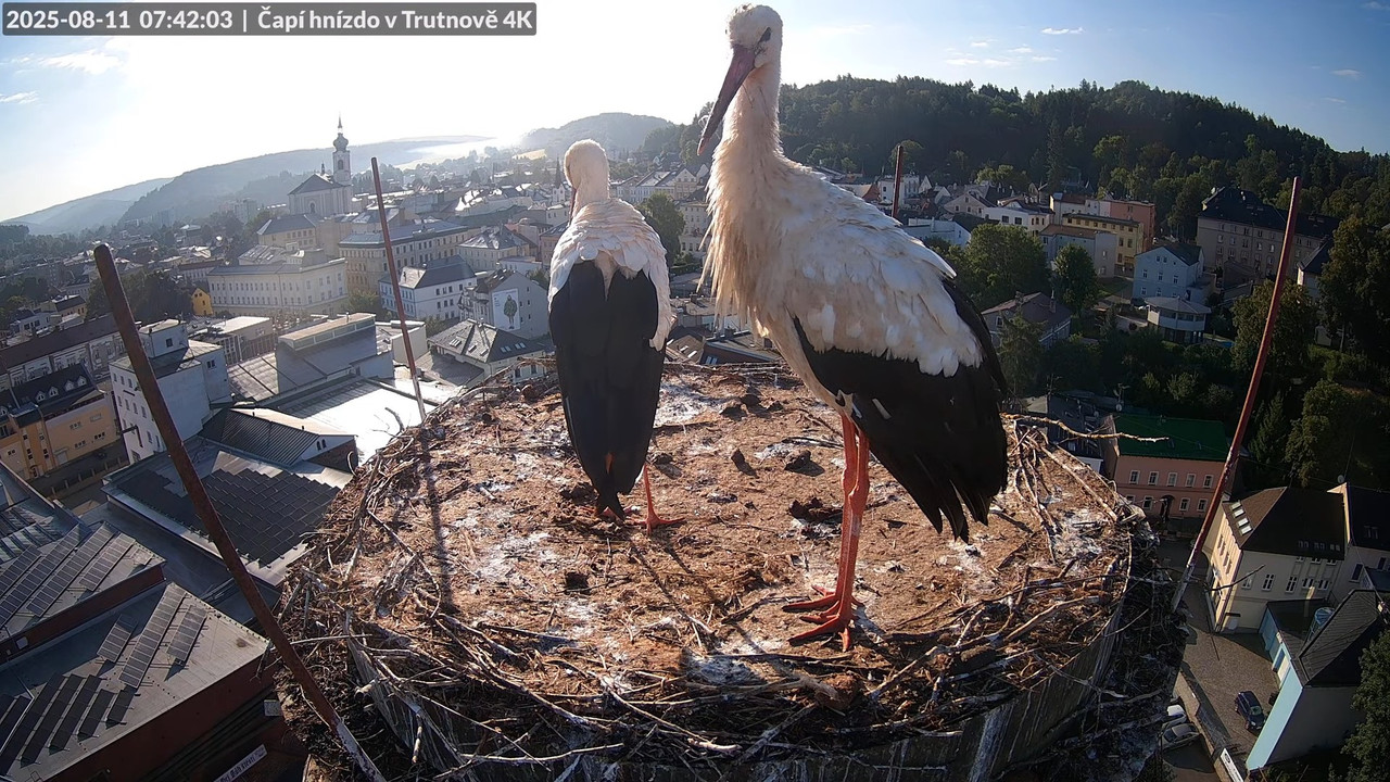 Živě z čapího hnízda na pivovarském komíně v Trutnově 11-53-57 screenshot