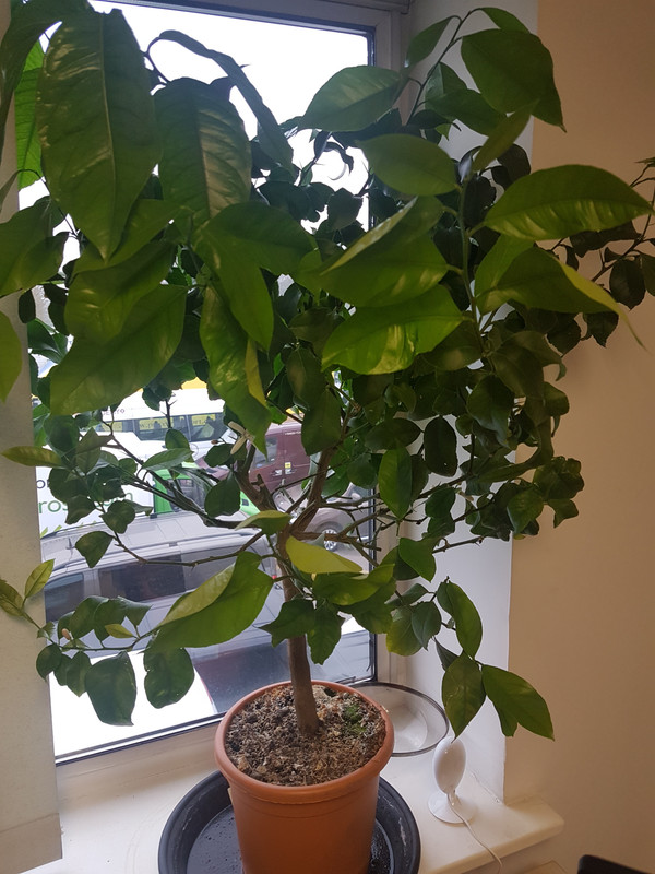 15541911669675204070204370695281